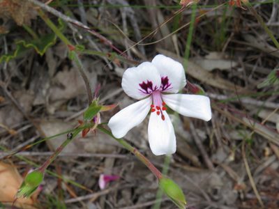 Pelargonium elegans, photographed by Jeremy Gilmore