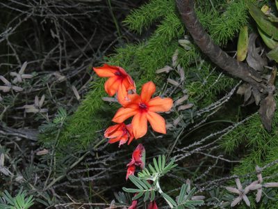 Watsonia stenosiphon, photographed by Jeremy Gilmore
