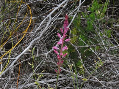 Lachenalia rosea, photographed by Jeremy Gilmore
