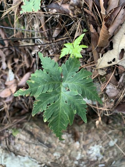 Doryopteris concolor, photographed by 呂一起(Lyu yi-chi)