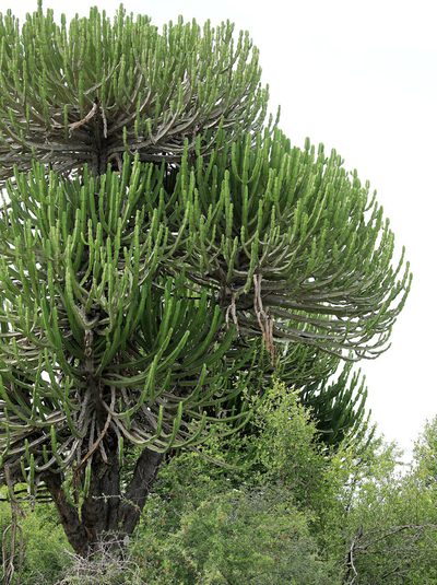 Euphorbia confinalis, photographed by Wynand Uys