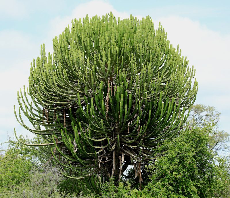 Euphorbia confinalis, photographed by Wynand Uys