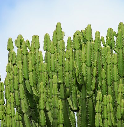 Euphorbia confinalis, photographed by Wynand Uys