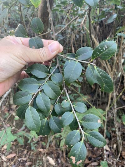 Vaccinium bracteatum, photographed by 呂一起(Lyu yi-chi)