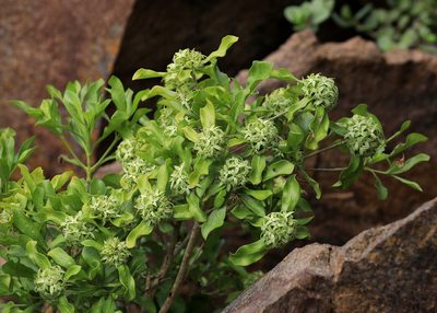 Pavetta catophylla, photographed by Wynand Uys