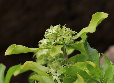 Pavetta catophylla, photographed by Wynand Uys