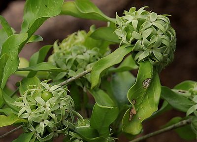 Pavetta catophylla, photographed by Wynand Uys