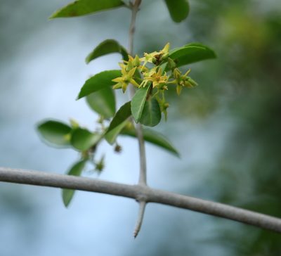 Loeseneriella crenata, photographed by Wynand Uys