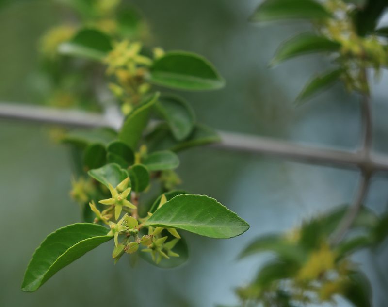 Loeseneriella crenata, photographed by Wynand Uys