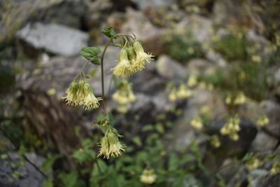 Brickellia grandiflora, photographed by John Powers