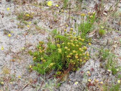 Crassula subulata, photographed by Jeremy Gilmore