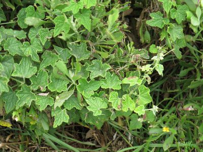 Zehneria scabra, photographed by Jeremy Gilmore
