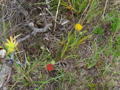 Leucospermum prostratum, photographed by Jeremy Gilmore