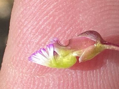 Polygala triquetra, photographed by Dave U
