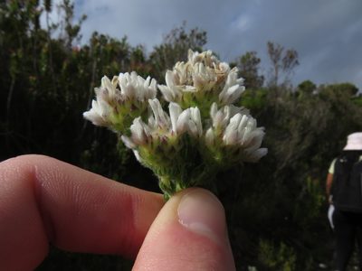 Aspalathus forbesii, photographed by Jeremy Gilmore