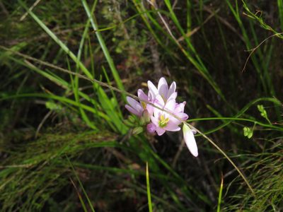 Ixia flexuosa, photographed by Jeremy Gilmore