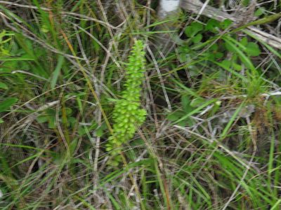 Galium tomentosum, photographed by Jeremy Gilmore