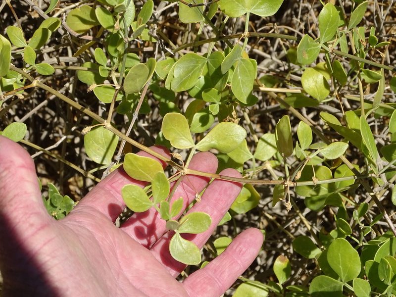 Roepera foetida, photographed by Shaun Swanepoel