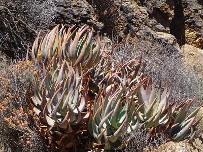 Aloe comptonii, photographed by Shaun Swanepoel