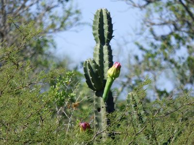 Cereus stenogonus, photographed by Pablo H Capovilla