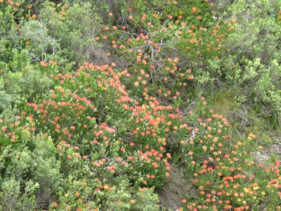 Leucospermum patersonii, photographed by Jeremy Gilmore