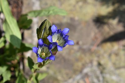 Gentiana parryi, photographed by John Powers