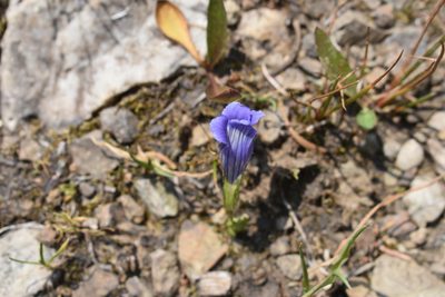Gentianopsis thermalis, photographed by John Powers