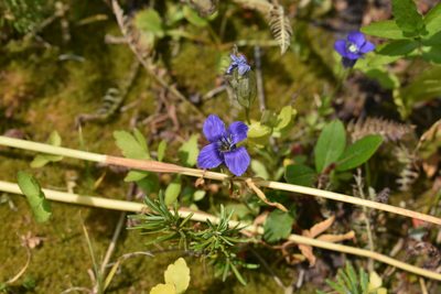 Gentianopsis thermalis, photographed by John Powers