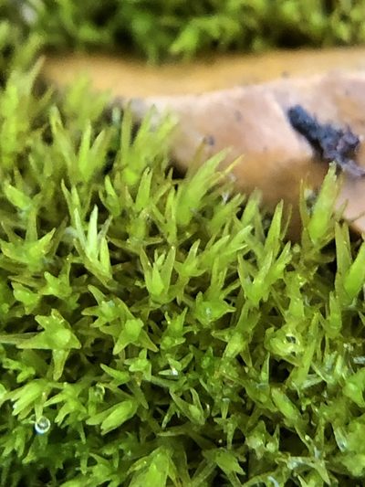 Vinealobryum nicholsonii, photographed by Young Jun Lee