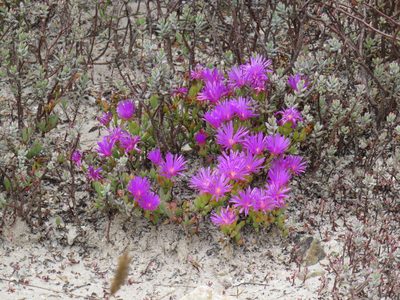Lampranthus glomeratus, photographed by Jeremy Gilmore