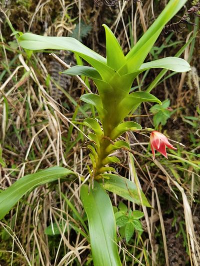 Maxillaria bradeorum, photographed by Eduardo Chacón Madrigal