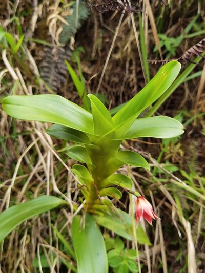 Maxillaria bradeorum, photographed by Eduardo Chacón Madrigal
