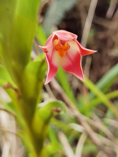 Maxillaria bradeorum, photographed by Eduardo Chacón Madrigal