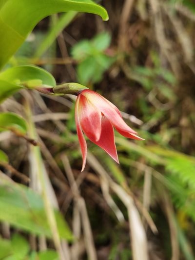Maxillaria bradeorum, photographed by Eduardo Chacón Madrigal