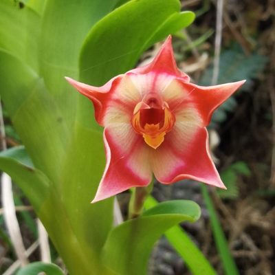 Maxillaria bradeorum, photographed by Eduardo Chacón Madrigal