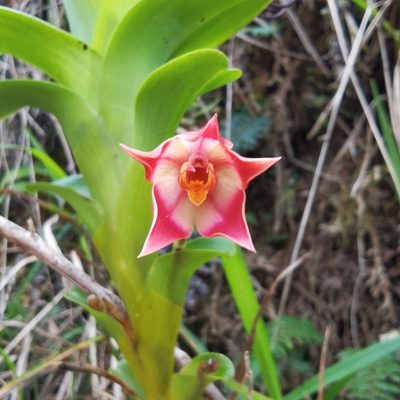 Maxillaria bradeorum, photographed by Eduardo Chacón Madrigal