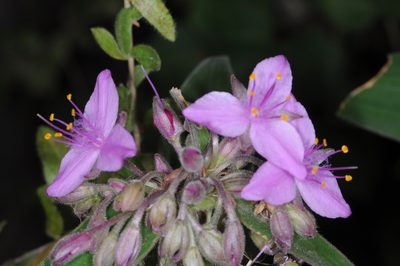 Tradescantia boliviana, photographed by aacocucci