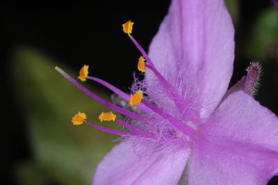 Tradescantia boliviana, photographed by aacocucci