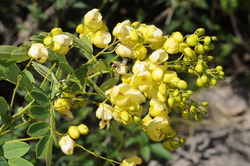 Senna subulata, photographed by aacocucci
