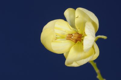 Senna subulata, photographed by aacocucci