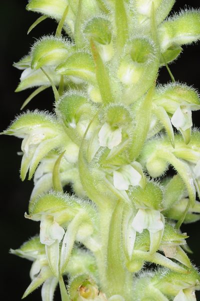 Pelexia bonariensis, photographed by aacocucci