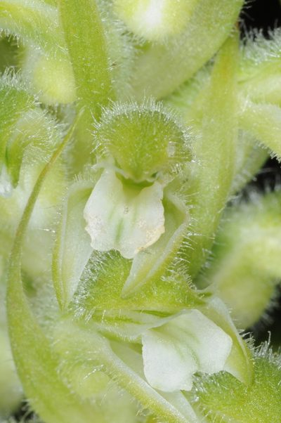 Pelexia bonariensis, photographed by aacocucci