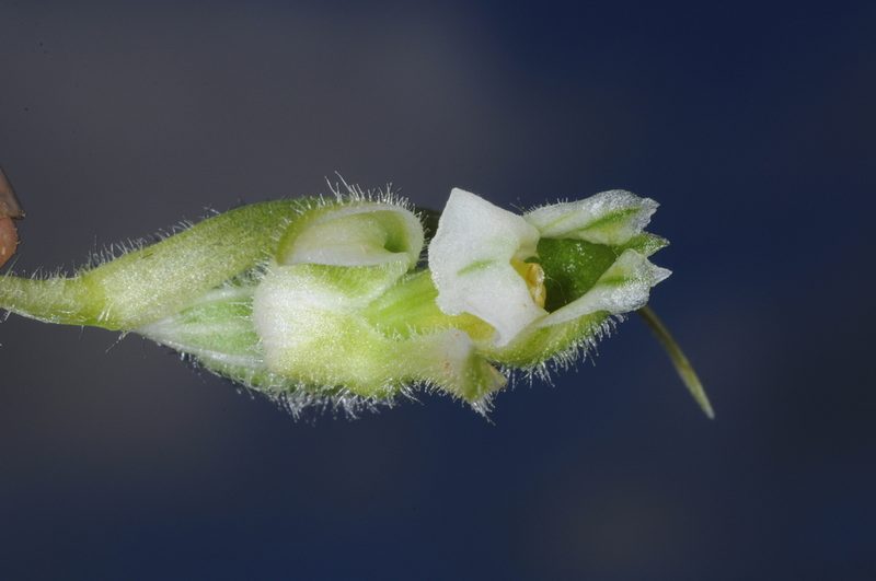 Pelexia bonariensis, photographed by aacocucci
