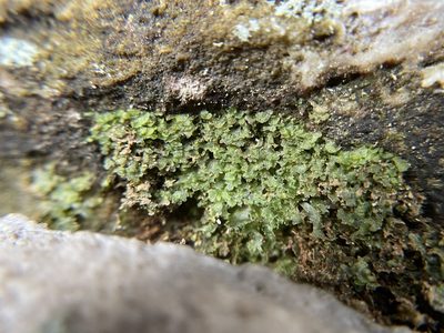 Vittaria appalachiana, photographed by Brandon Corder