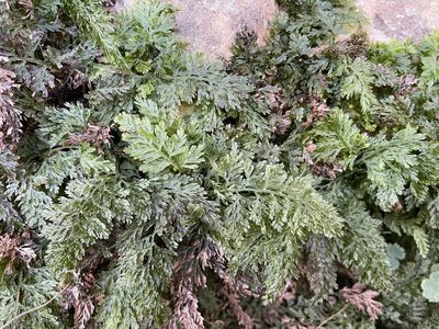 Vandenboschia boschiana, photographed by Brandon Corder