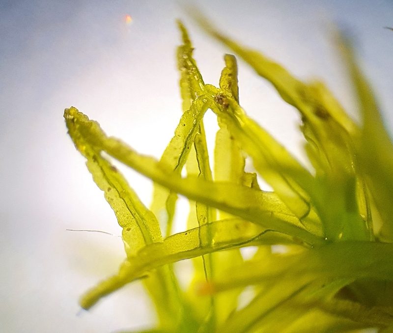 Husnotiella sinuosa, photographed by Jonathan Hughes