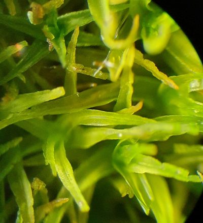 Husnotiella sinuosa, photographed by Jonathan Hughes