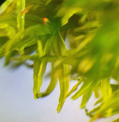 Husnotiella sinuosa, photographed by Jonathan Hughes