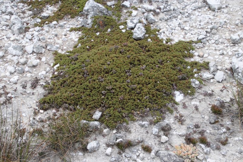 Aspalathus quartzicola, photographed by Tony Rebelo