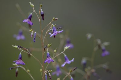 Conanthera campanulata, photographed by Darío De la Fuente
